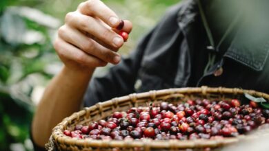 From Bean to Brew The Art and Culture of Specialty Coffee