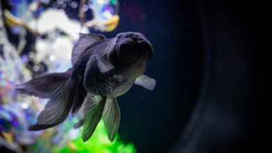 Black Moor Goldfish