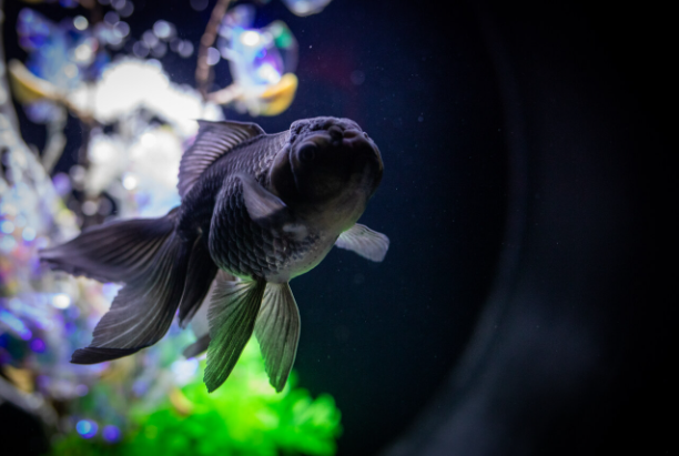 Black Moor Goldfish