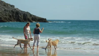 Dog Friendly UK Destinations to Visit Now