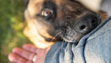 Understanding Dog Owner Liability: Who’s Responsible for a Dog Bite Injury?