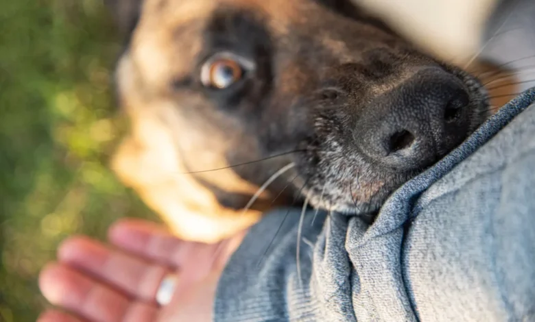 Understanding Dog Owner Liability: Who’s Responsible for a Dog Bite Injury?