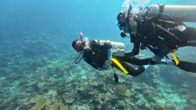 Fiji Diving