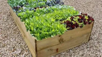 Raised Beds and Vegetable Tending for Beginners