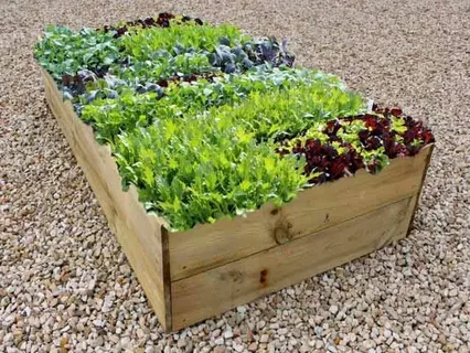 Raised Beds and Vegetable Tending for Beginners