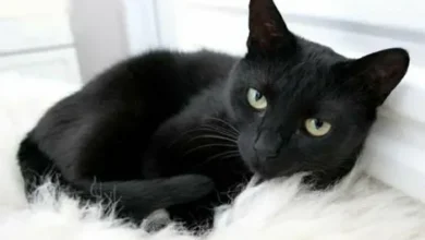 What is the BlackCat Website