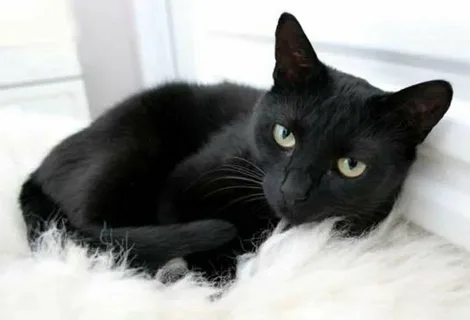 What is the BlackCat Website