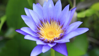 Egyptian Blue