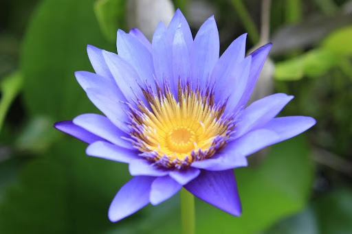 Egyptian Blue